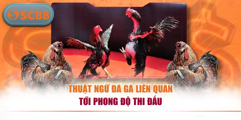Thuật ngữ đá gà liên quan tới phong độ thi đấu